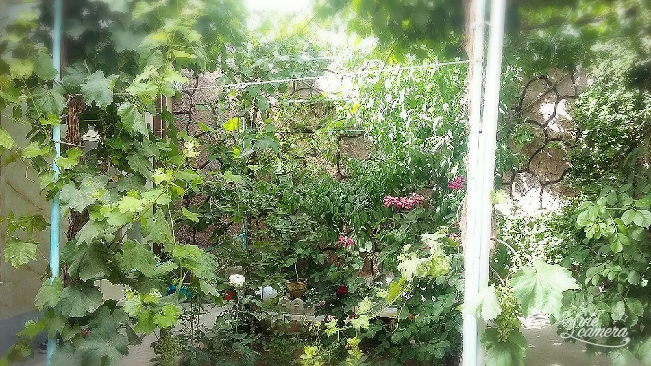 حیاط با سند  شش دانگ