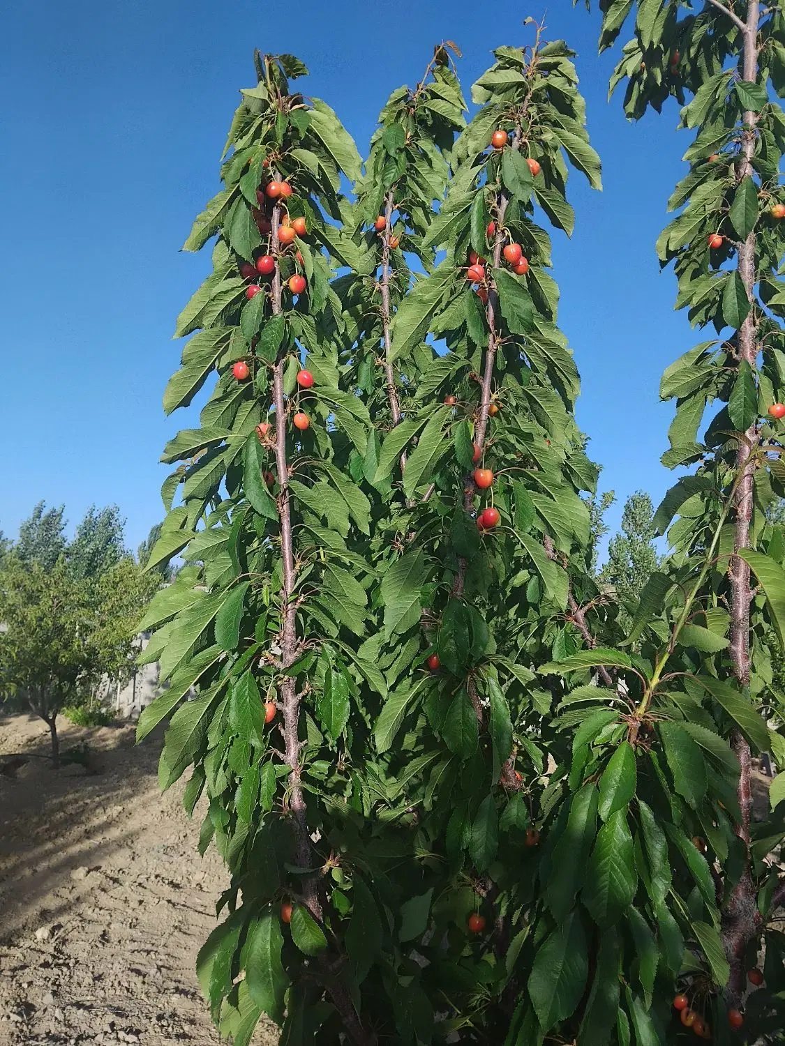 فروش باغچه ۱۰۰۰ متری