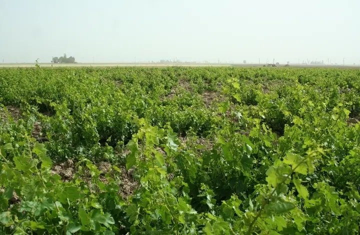 باغ دوکوهک