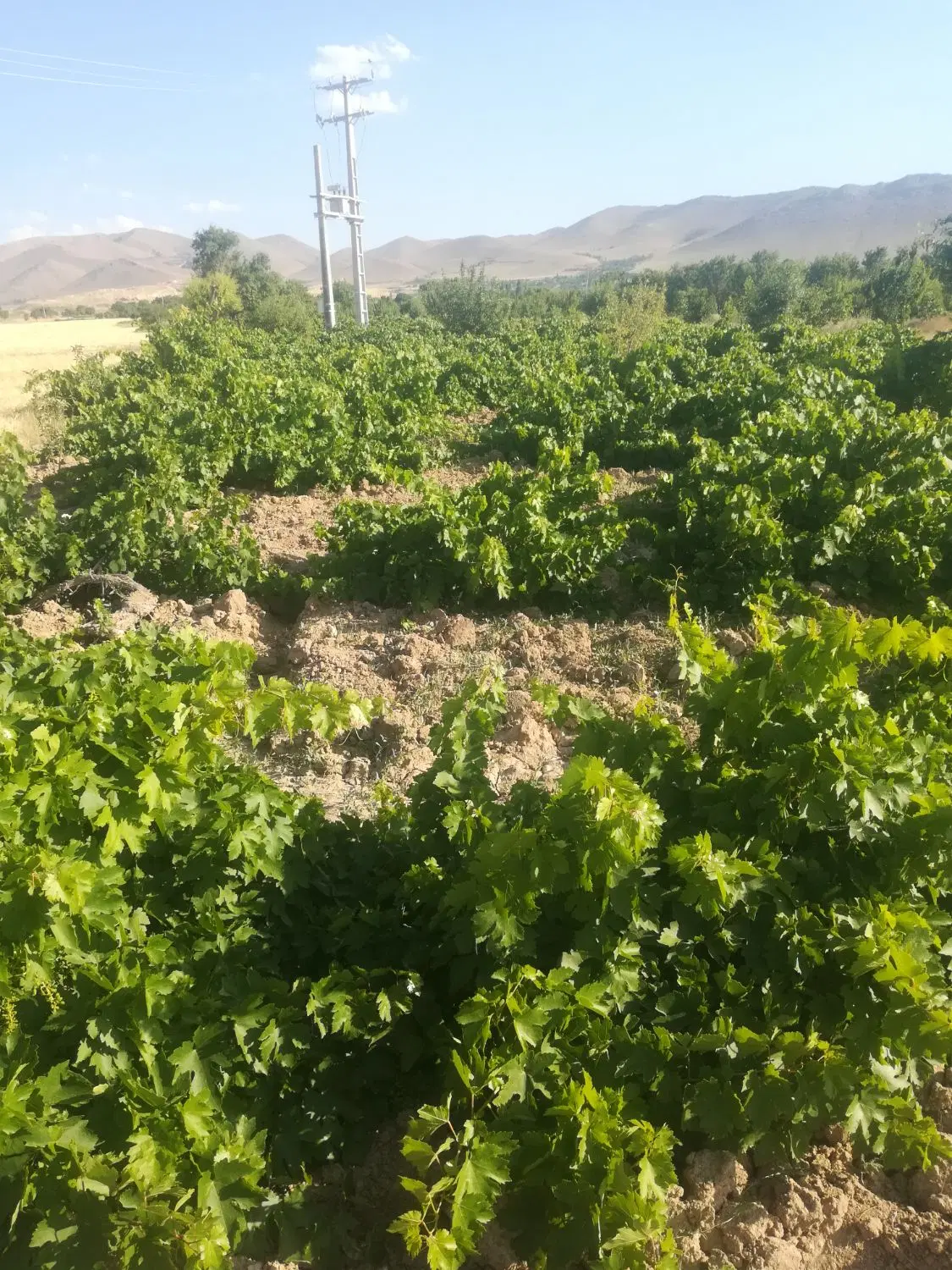 باغ انگور