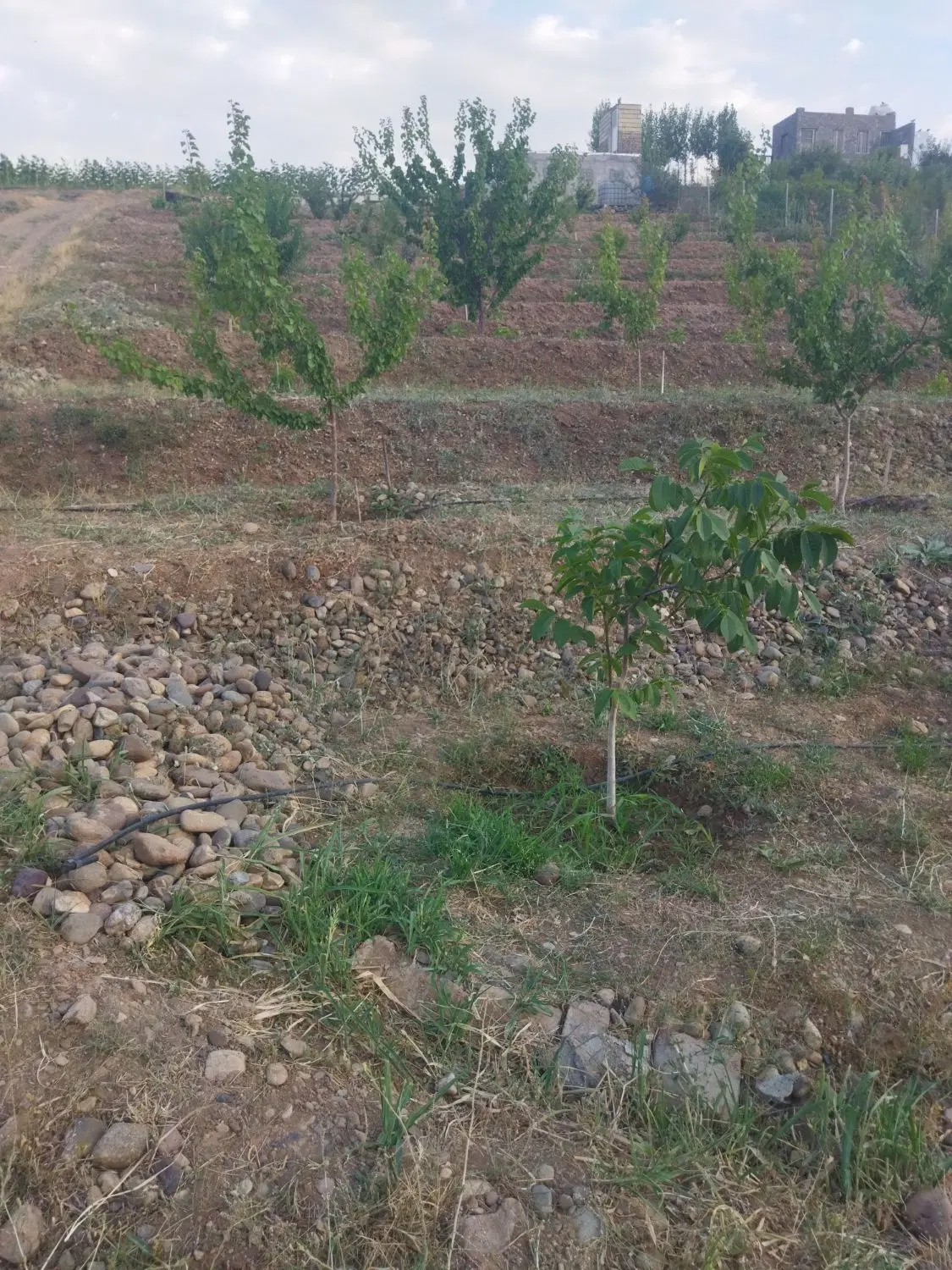 خانه باغ ۱۷۰۰ متر تمیز