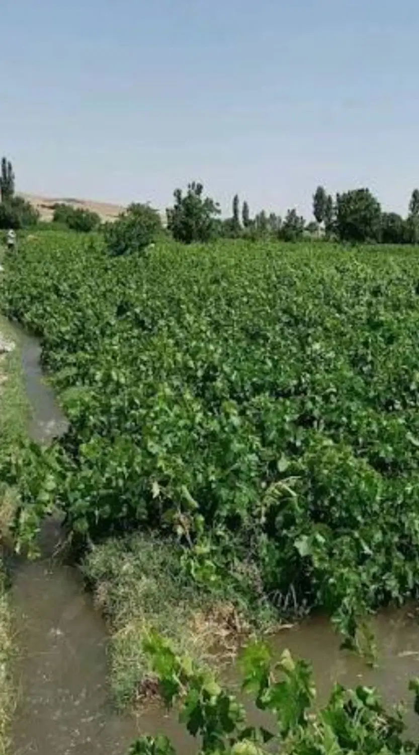 فروش باغ