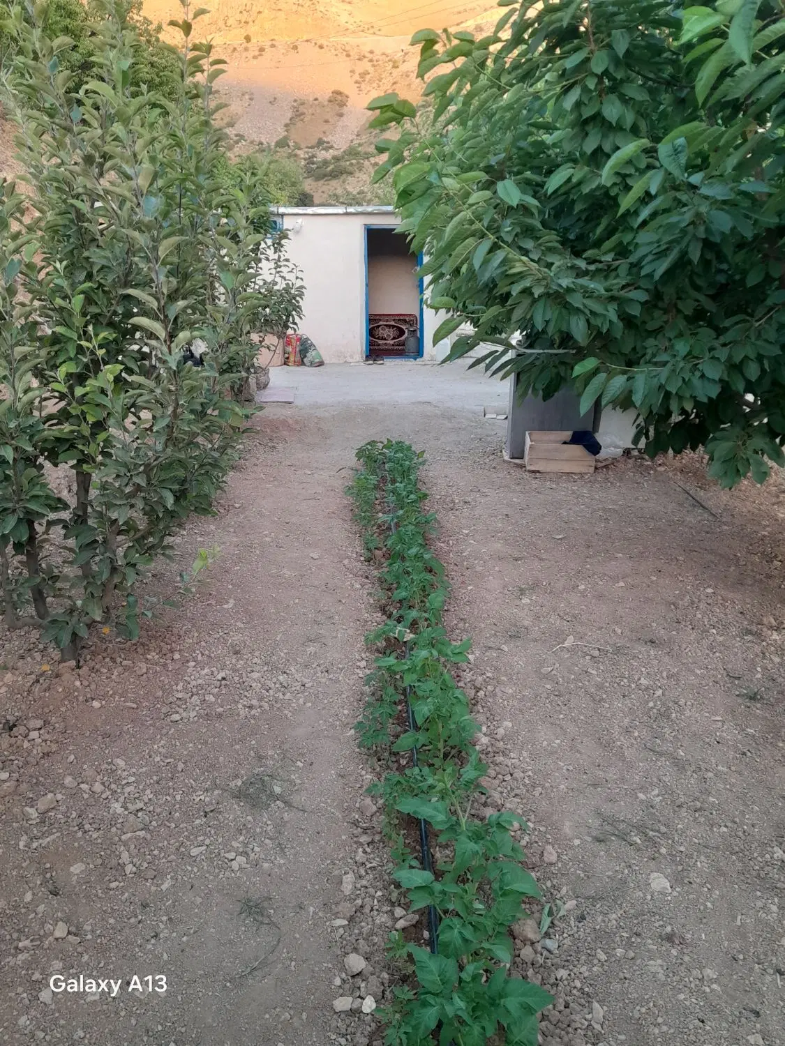 باغ درروستای دولت اباد کورکوره