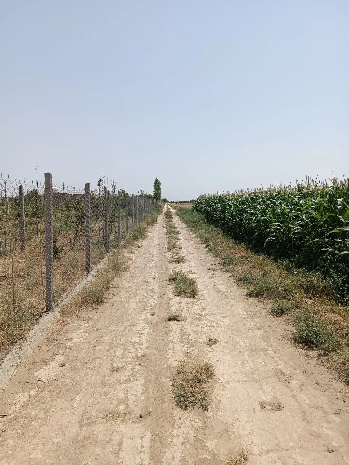 زمین باغچه ای فنس شده با درخت وتانکر