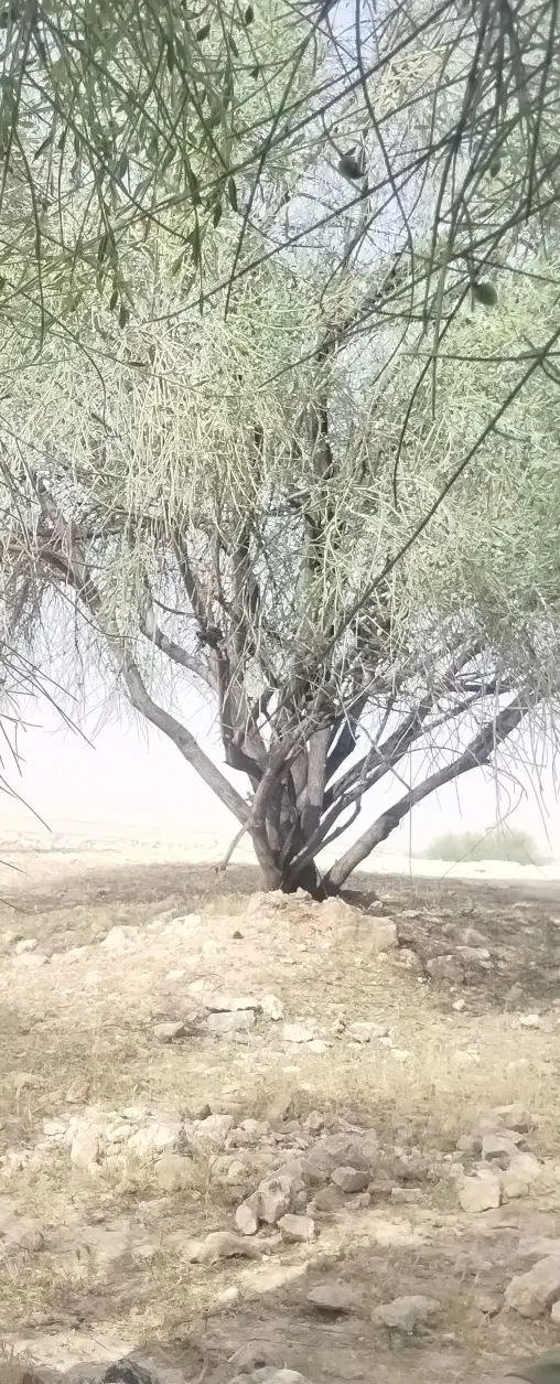 زمین شهر فرهنگیان
