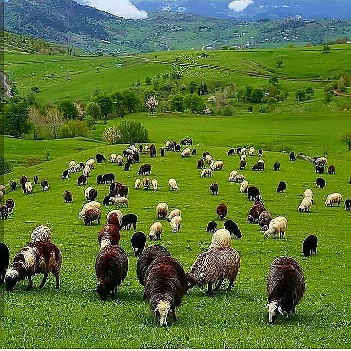 زمین