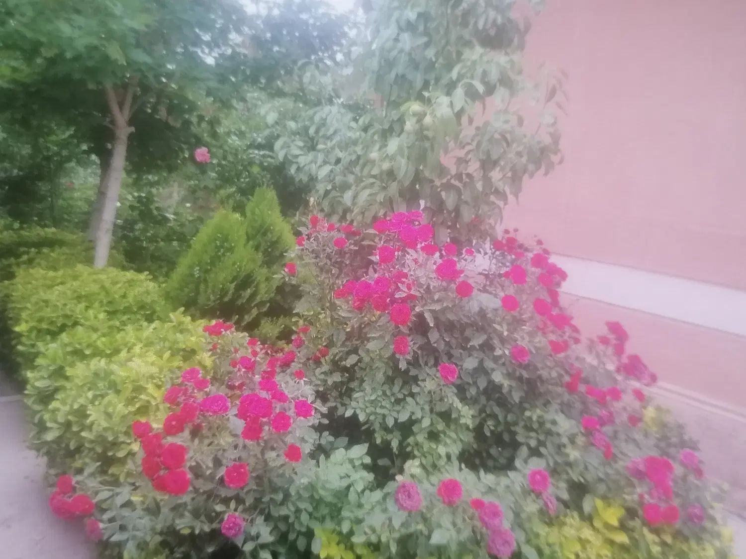 باغ ویلا شمشاد ( رهن)
