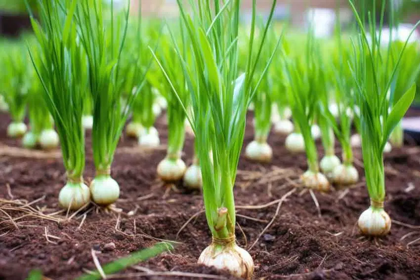 زمین برای سیر اجاره داده میشود