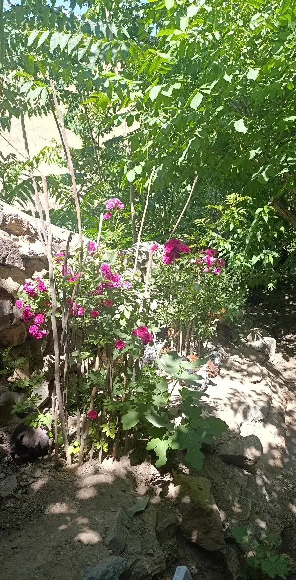 اجاره سالانه خونه باغ نوساز