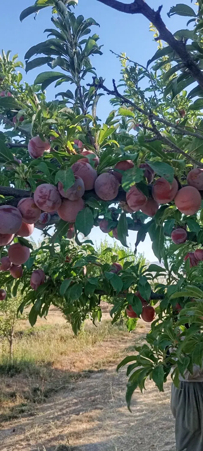 فروش دوقطعه زمین کشاورزی روستای خیر