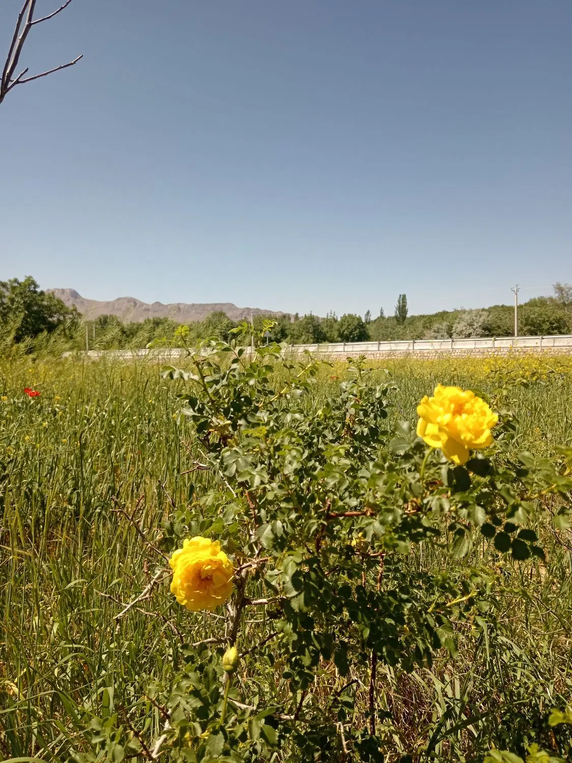 باغ با سند تک برگ سامان