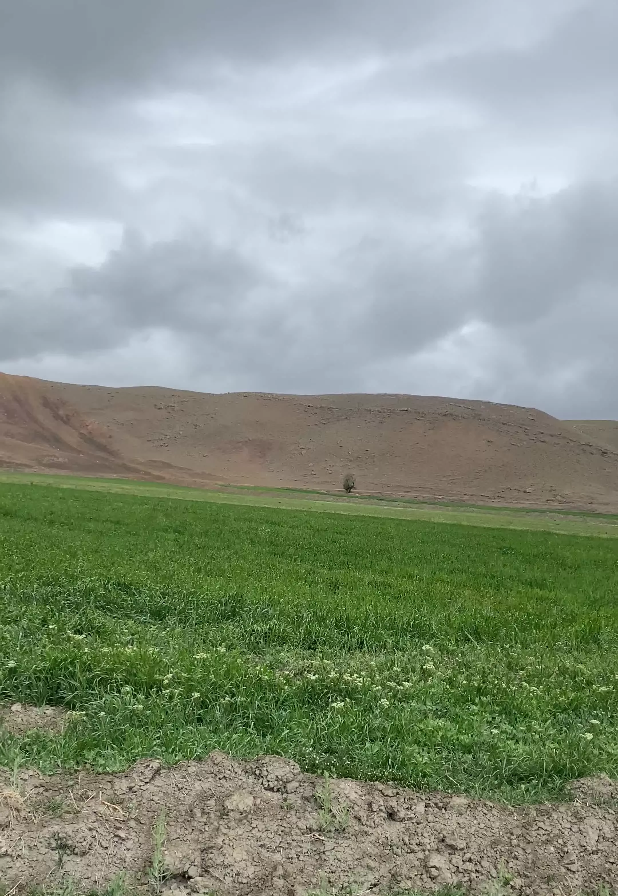 ۱۱ هکتار زمین کشاورزی آبی