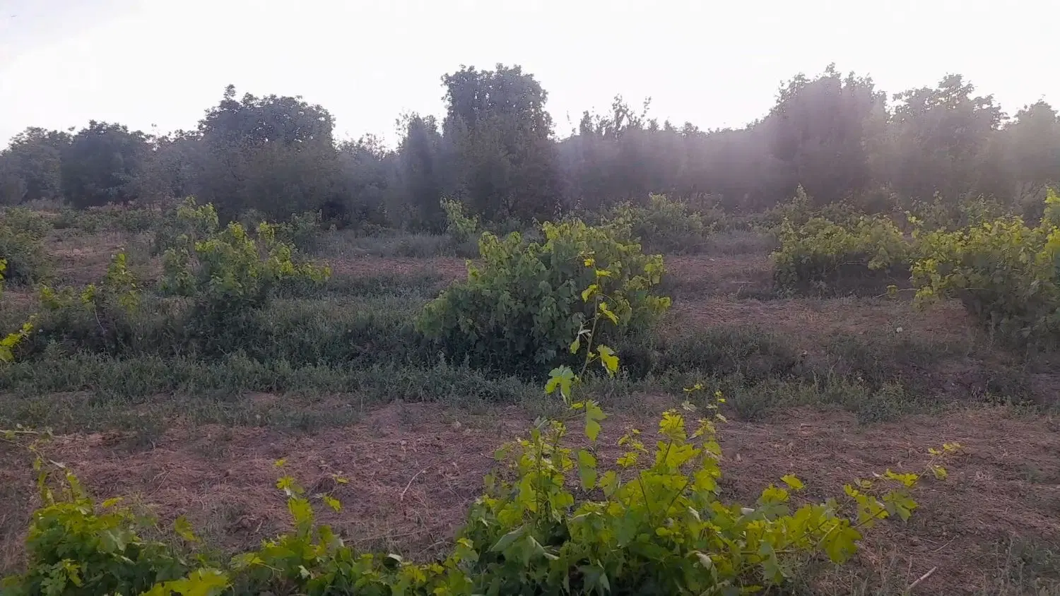 باغ نقلی چندقدمی ملایر