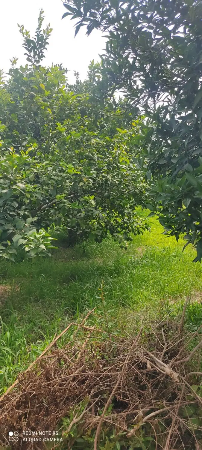 ۴۵۰ متر باغ مرکبات قابلیت ساخت خونه باغ