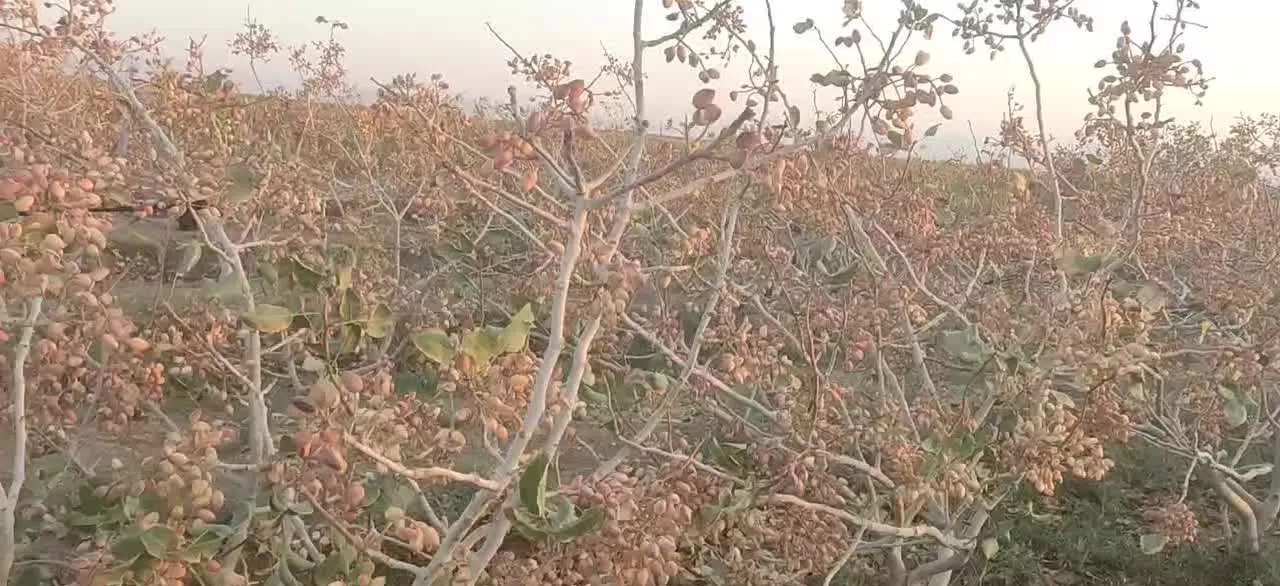 باغ پسته