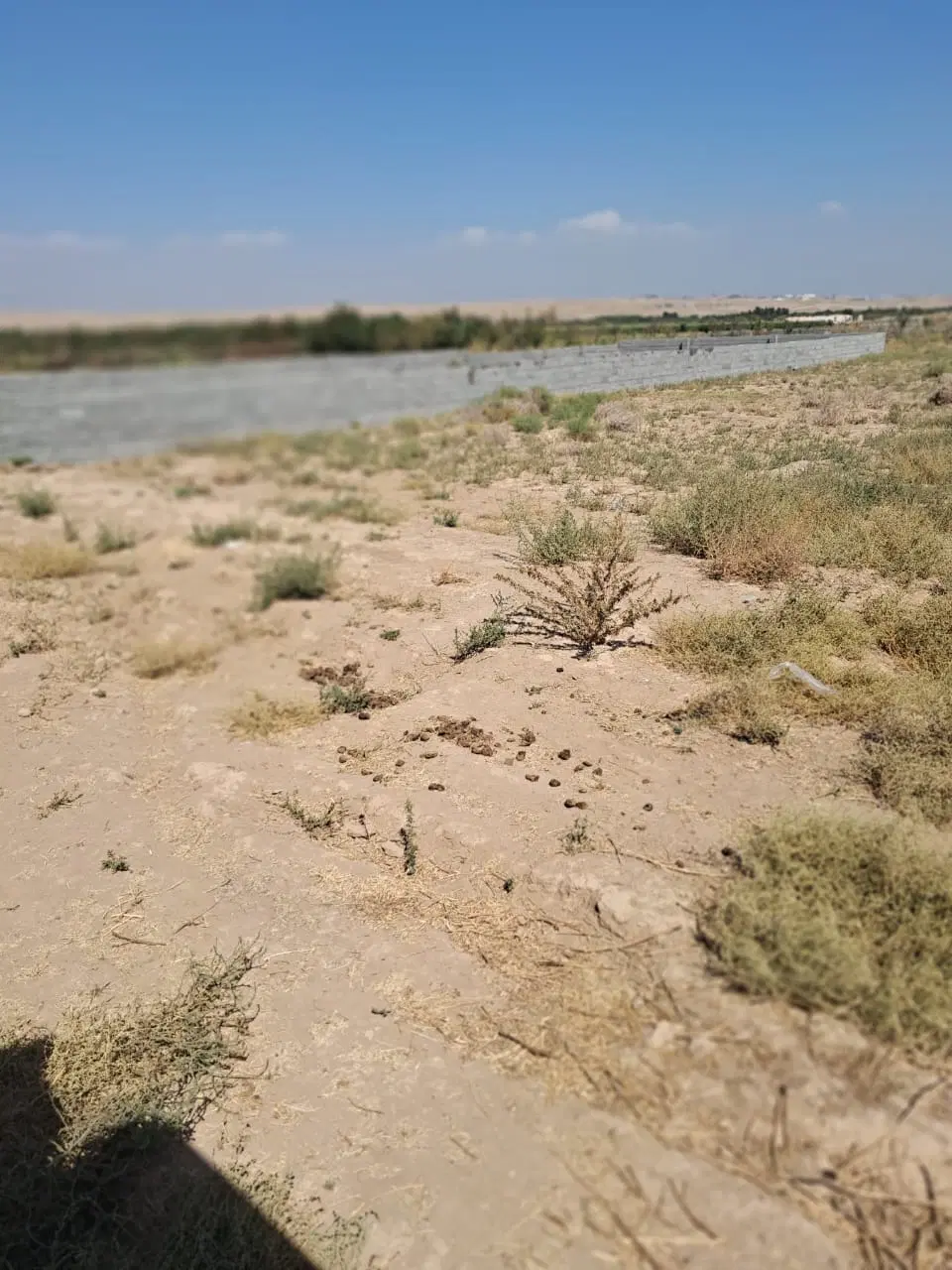 زمین زراعی