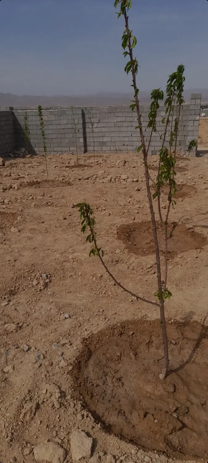 ۳ قطعه زمین دور دیوار با نهال میوه و استخر