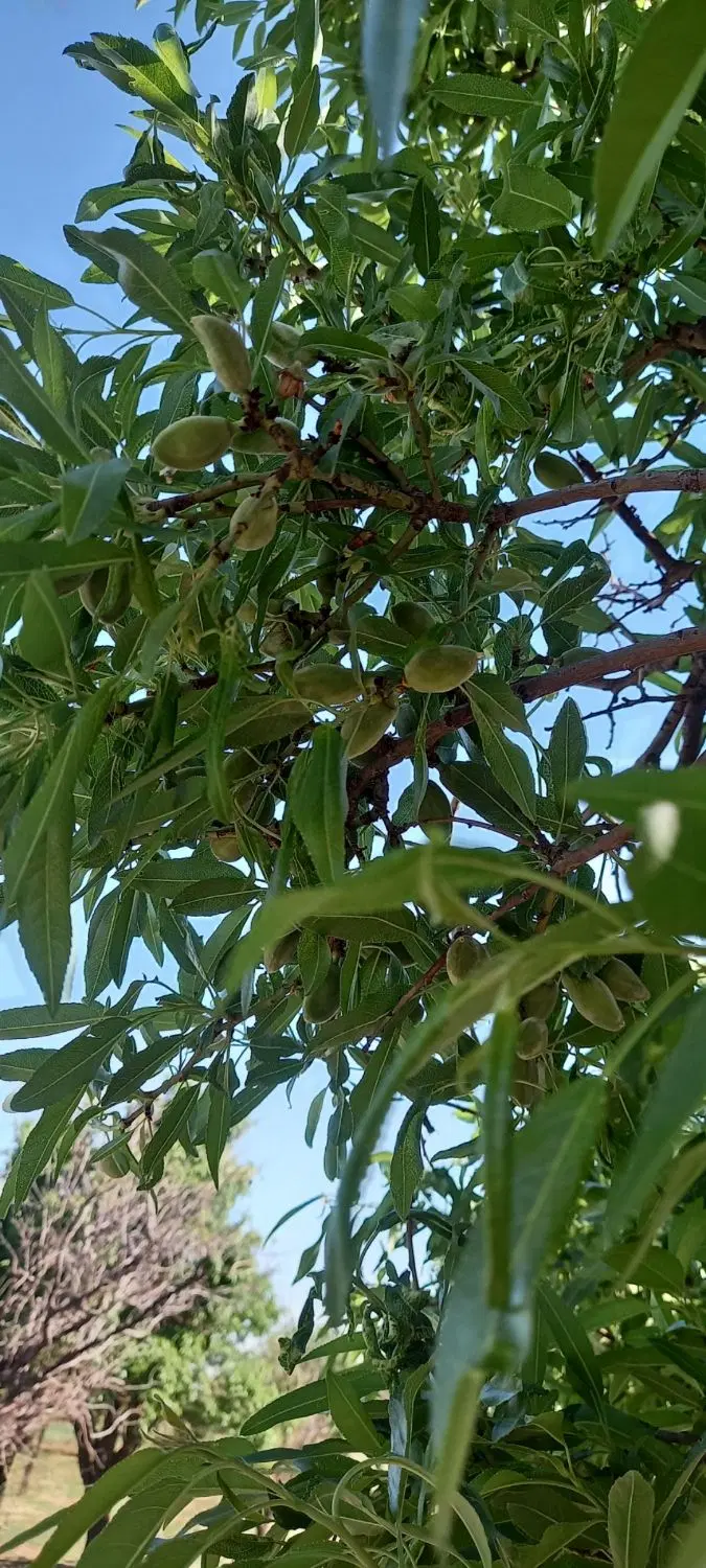 باغ انگور