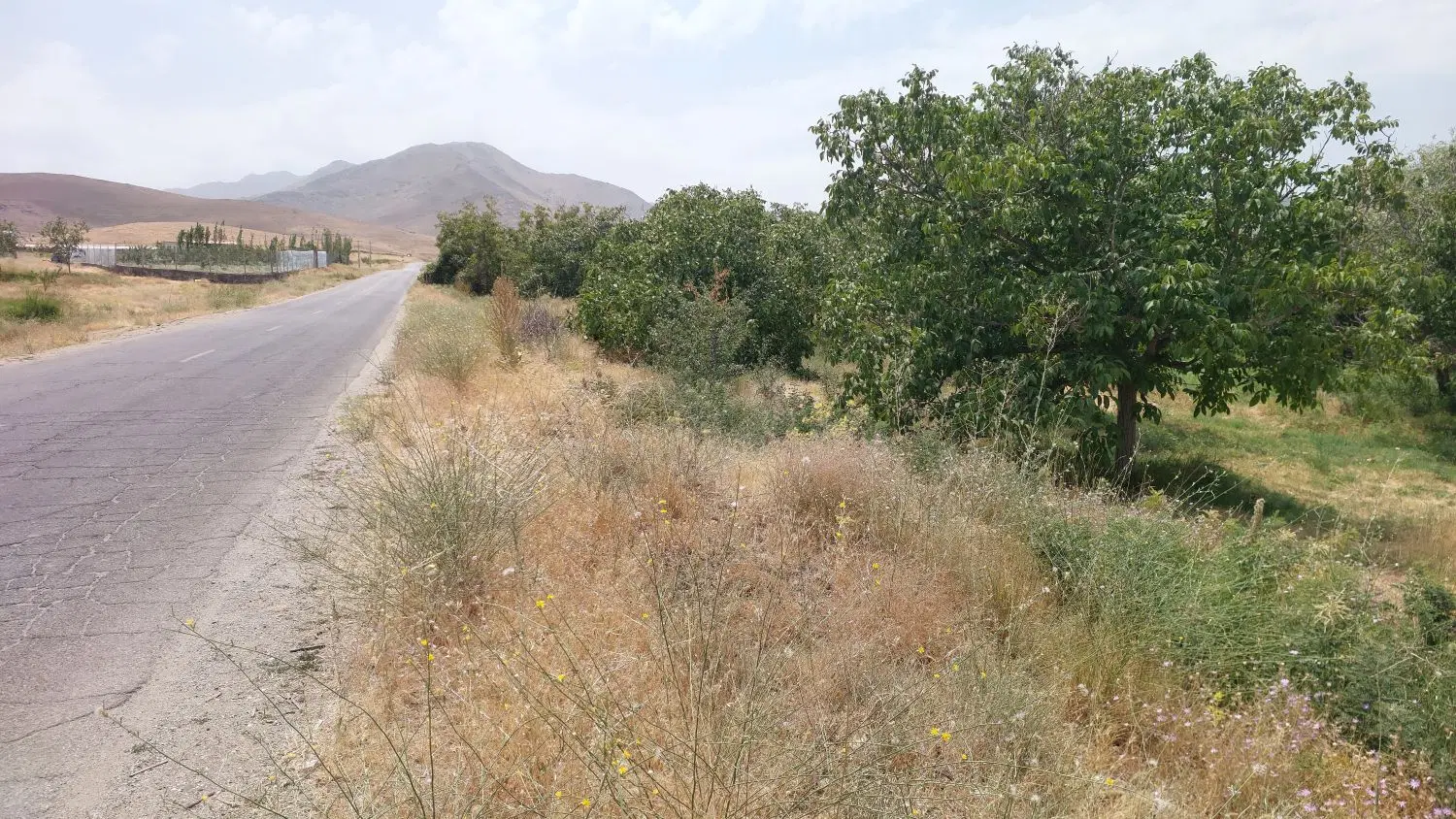 زمین باغی گوشلان