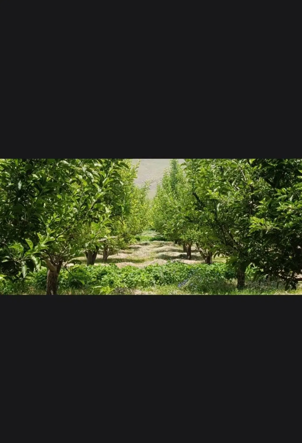 باغ ویلا در یام