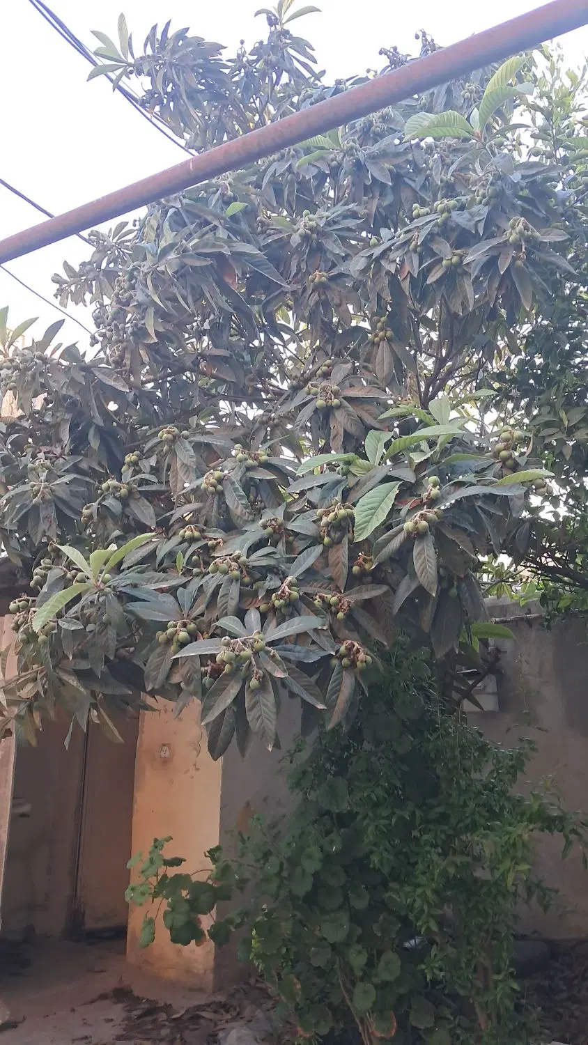 خانه ویلایی