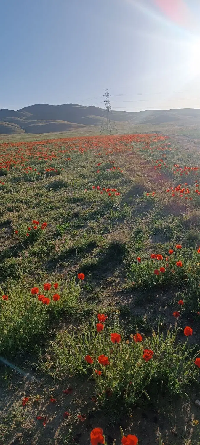 فروشی زمین کشاورزی(مناسب باغچه ویلایی)