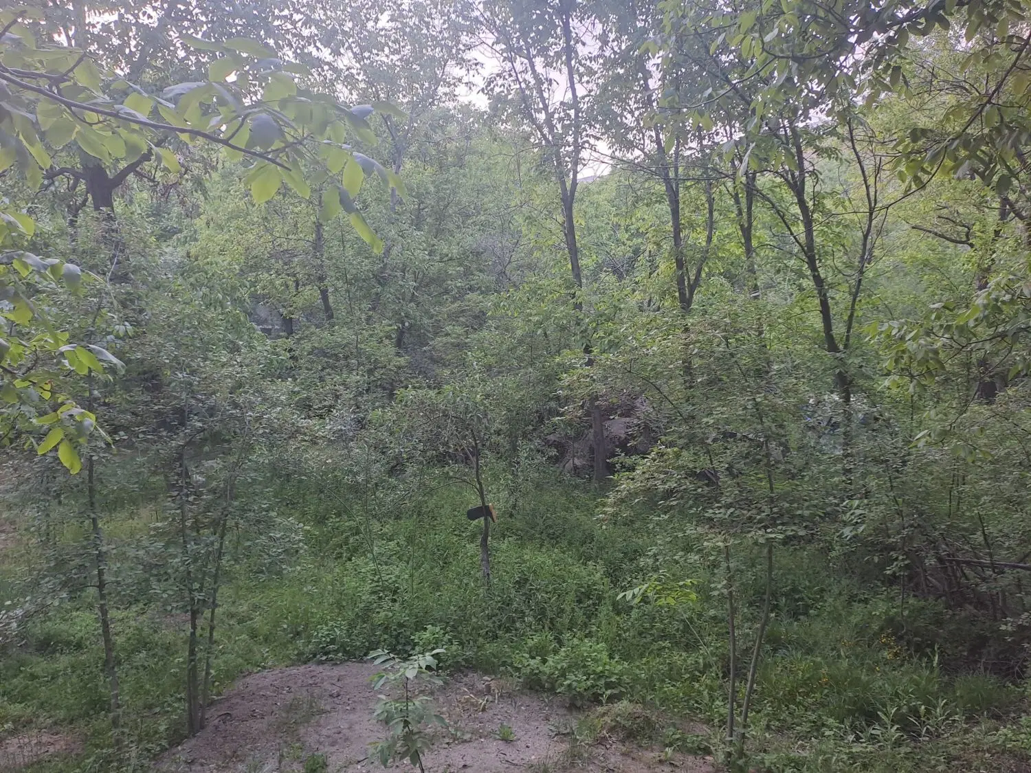 باغ در سرکان
