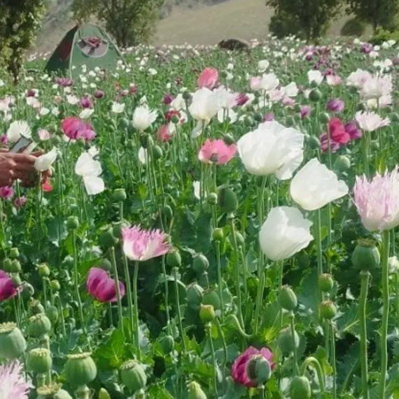 اجاره ۴۲ من زمین یکجا