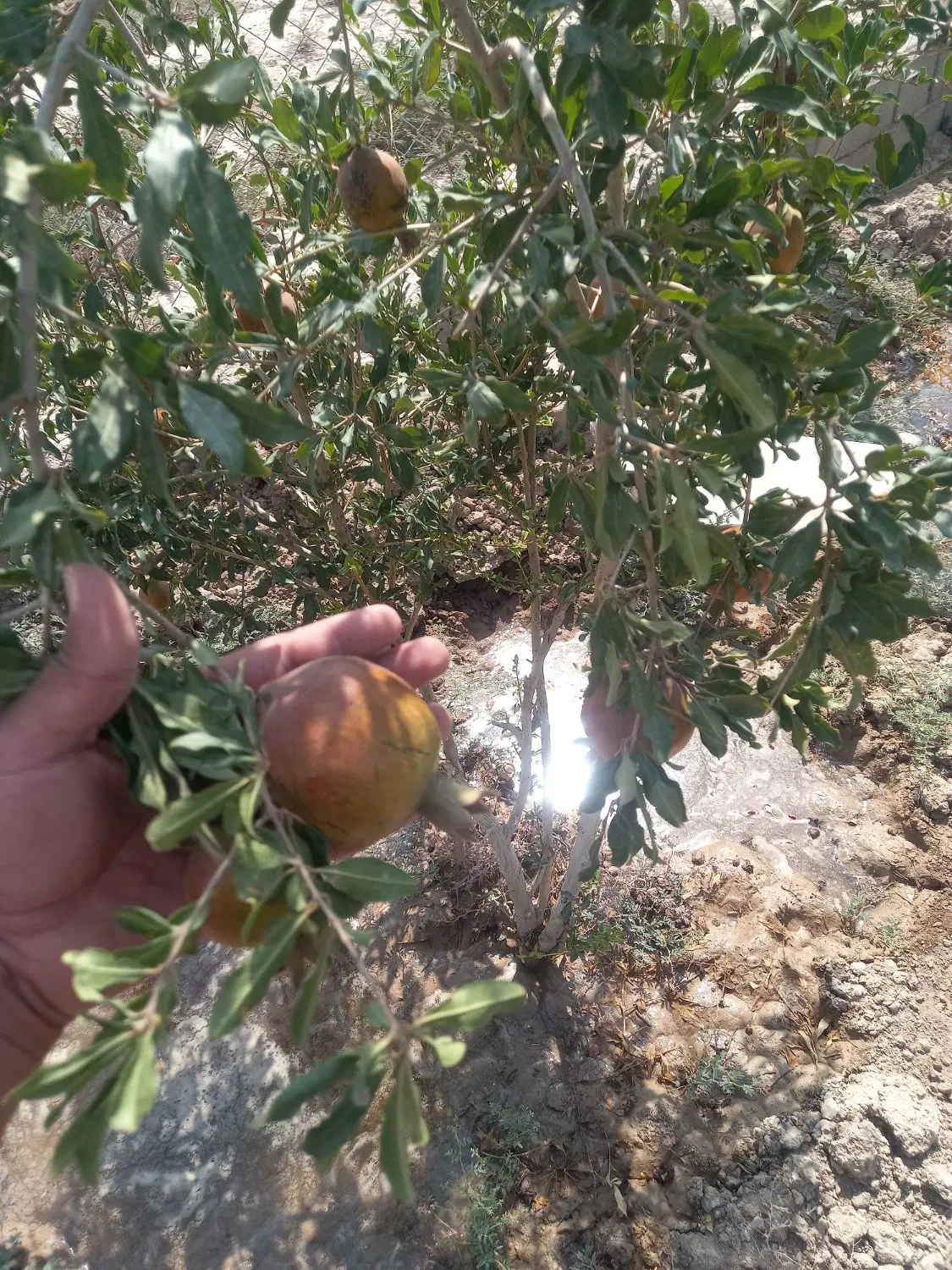 باغچه وزمین باغچه