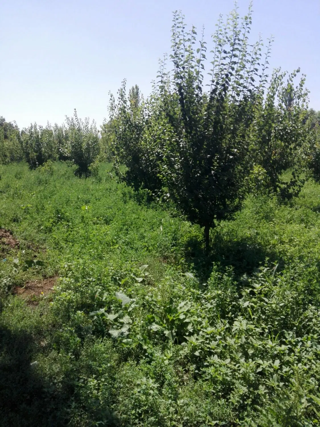 باغچه ویلایی