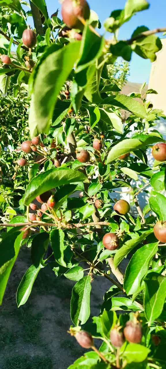 فروش باغچه