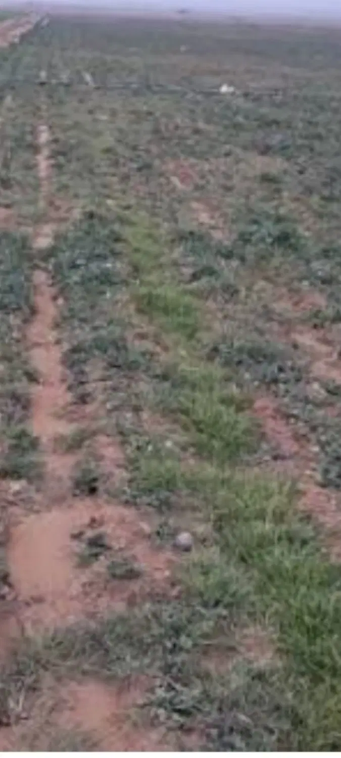 زمین  آبعلی