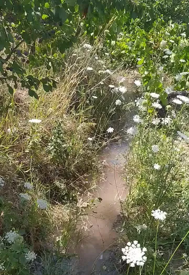 باغ انگور. روستای ارجق