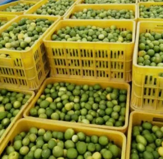 باغ لیمو