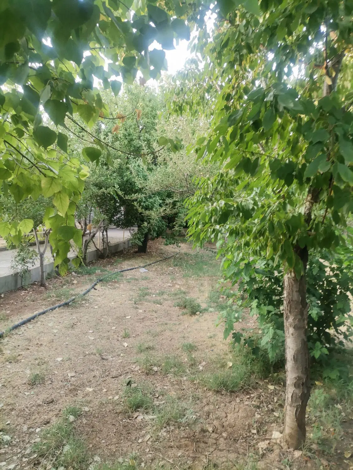 فروش زمین مسکونی تیس خانی سپیدان همایجان