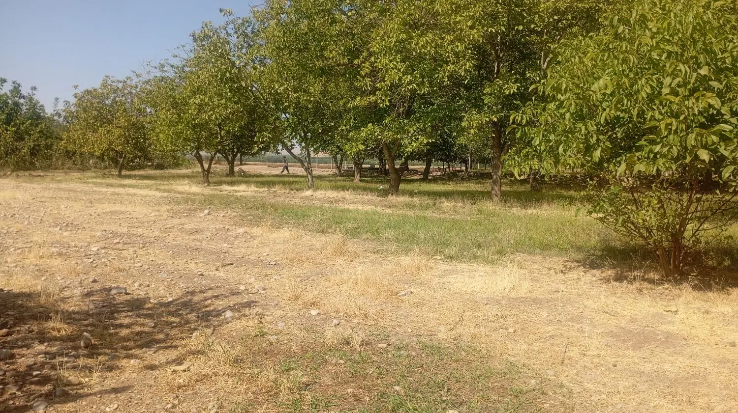 زمین برای اجاره