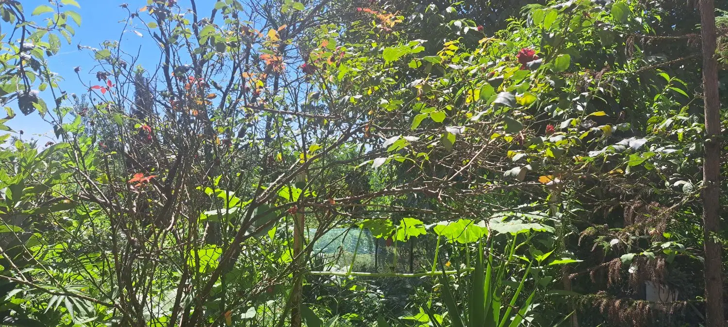 فروش زمین در روستای نیلاش