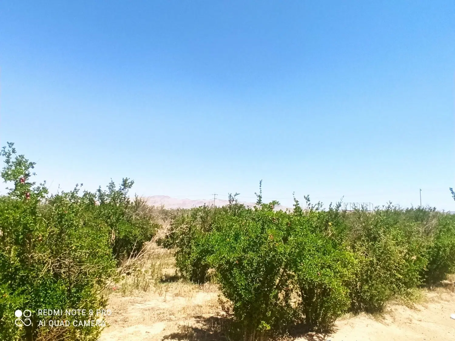 بیست هزار متر زمین چاه عمیق سند شش دانگ