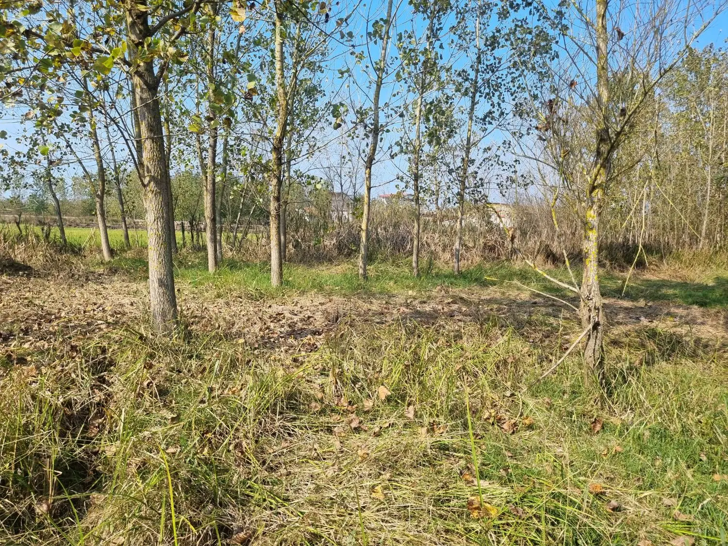 زمین ۲۴۷و۳۰۰متری حاجی بکنده زیباکنار