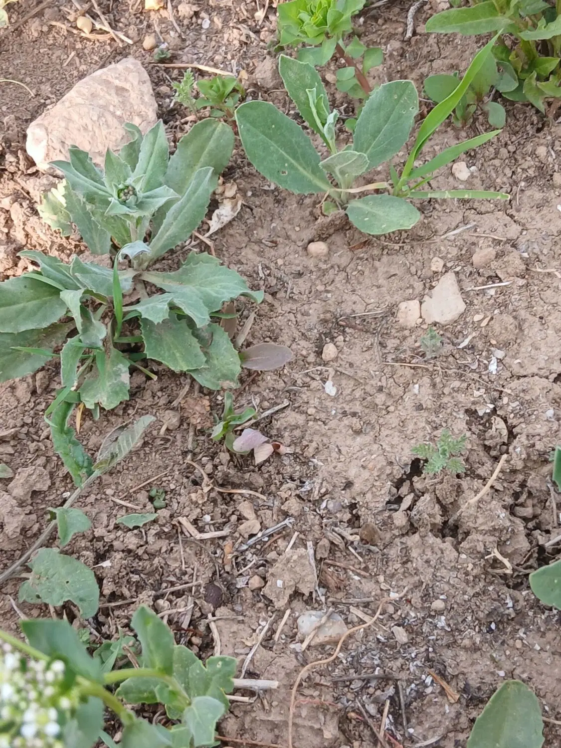 زمین کشاورزی
