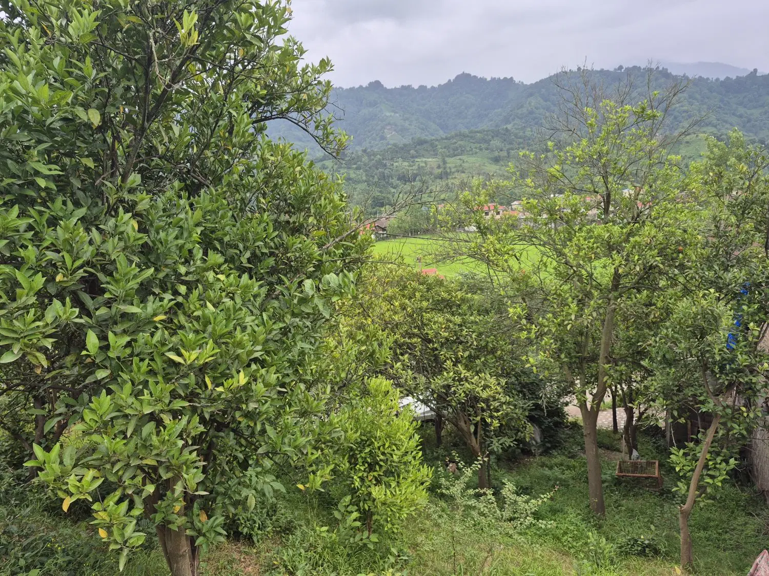 زمین مسکونی