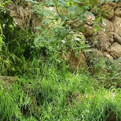 باغچه الوان