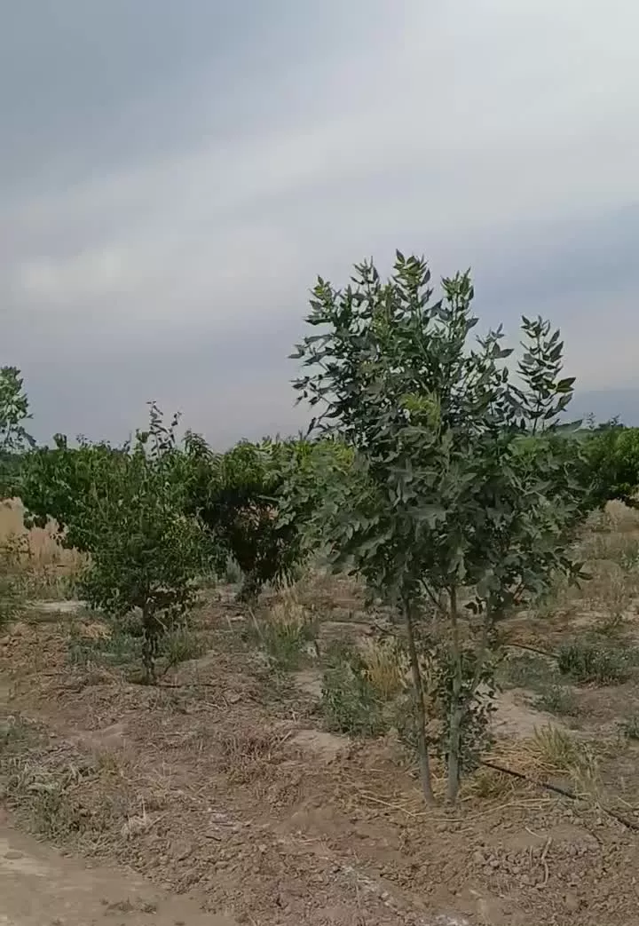فروش باغچه ۳۵۰متری در شهر تنکمان