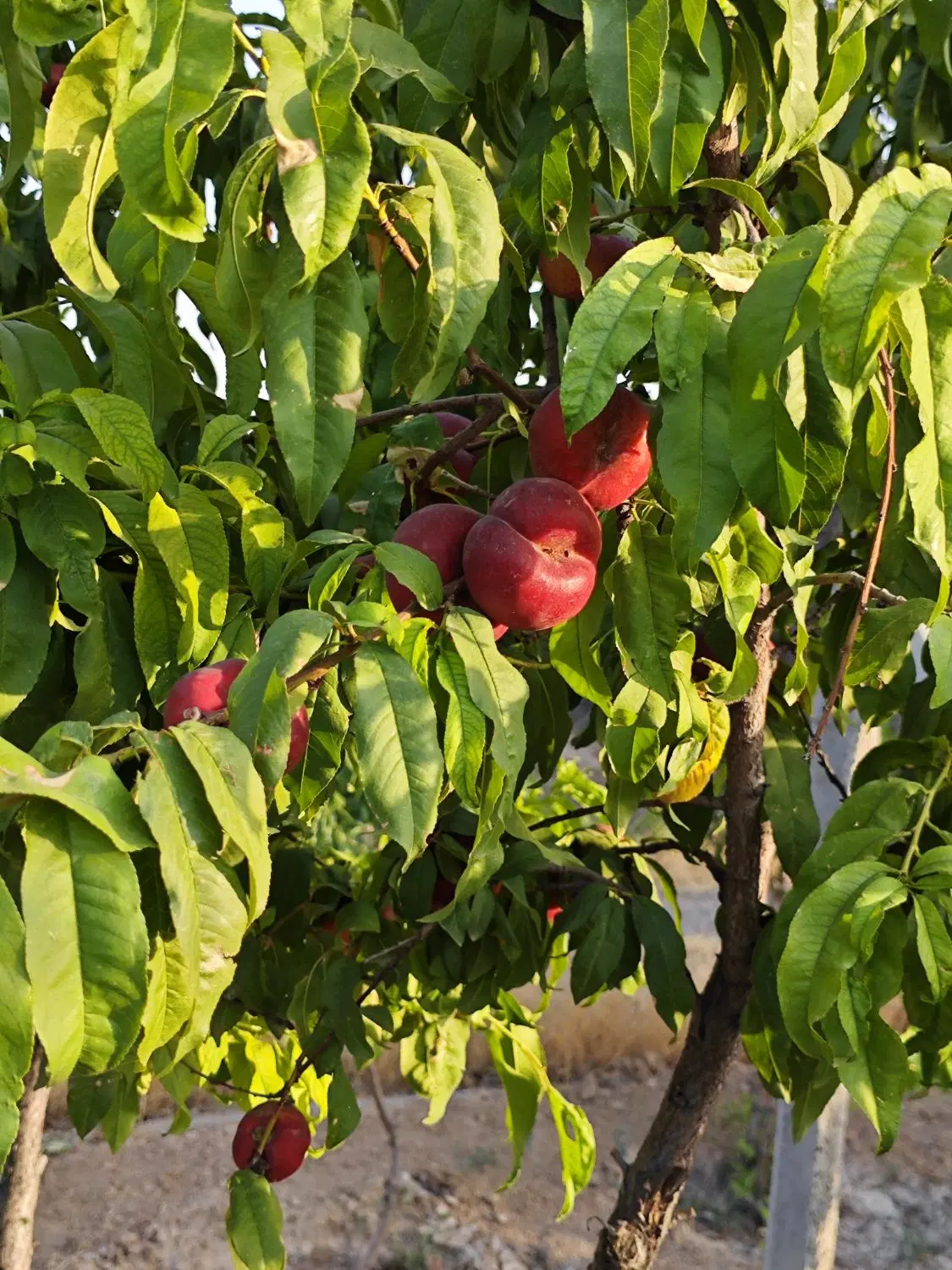 فروش باغ میوه سرحال
