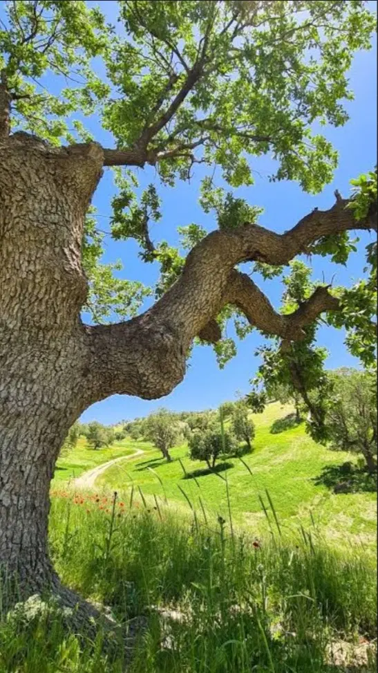۵۰۰متر زمین