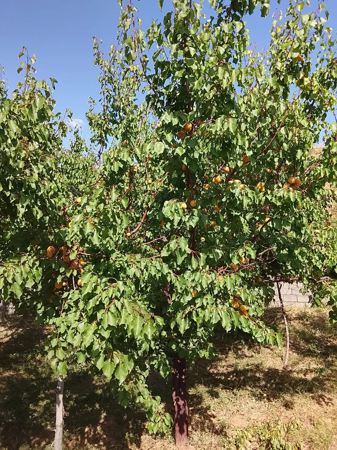 فروش باغ میوه