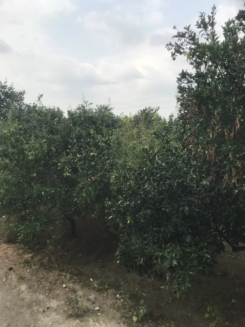فروش باغ