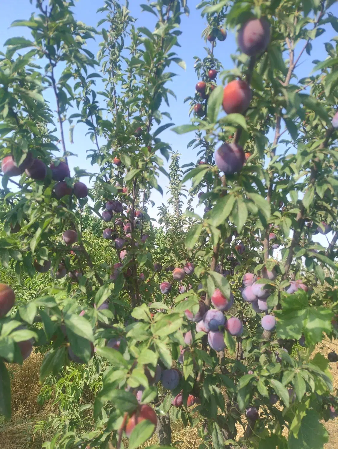 فروش باغ ۸۲۵متری