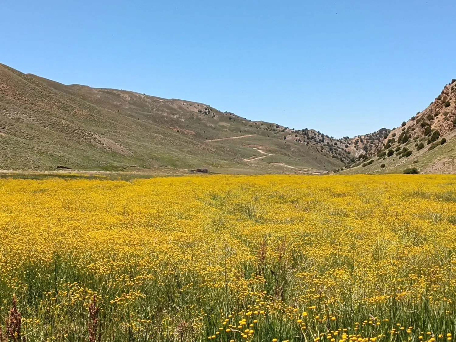 زمین شهرک صنوف