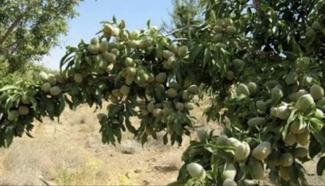 باغ سامان